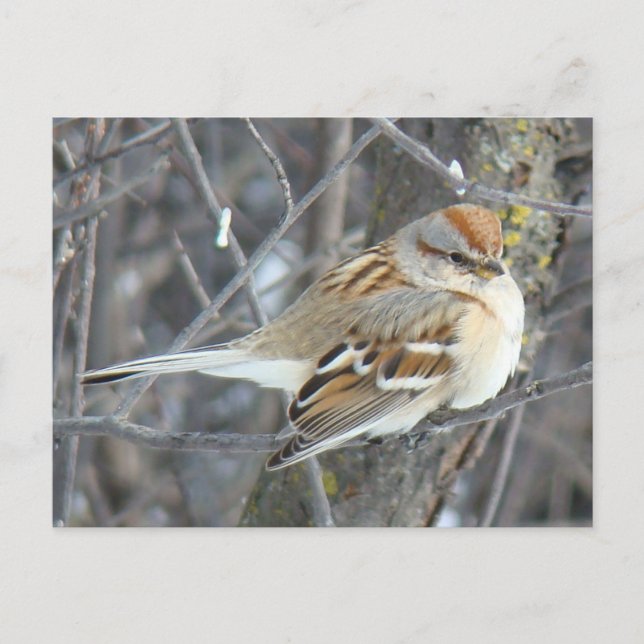 Cartão Postal Pardal Comum B24 (Frente)