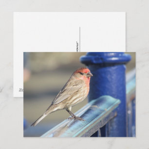 Cartão postal - Pardal Vermelho em Cerca Azul
