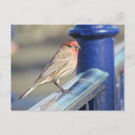 Cartão postal - Pardal Vermelho em Cerca Azul