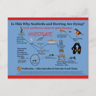 Cartão Postal Pare de usar Wolbachia e investigue por RoseWrites