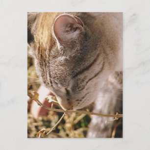 Cartão Postal Pare e Cheire as Flores