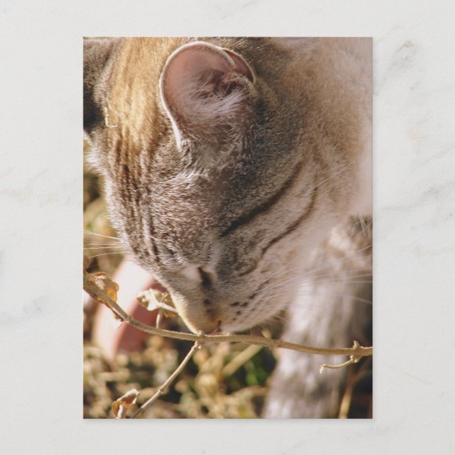 Cartão Postal Pare e Cheire as Flores (Frente)