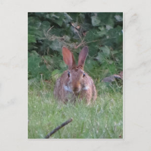 Cartão Postal Park Rabbit