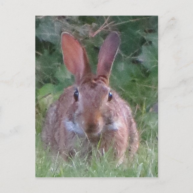 Cartão Postal Park Rabbit Close Up (Frente)