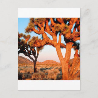 Cartão Postal Park Sunrise Joshua Tree Monument California