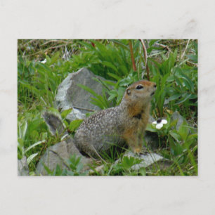 Cartão Postal Parkee Squirrel, Ilha de Unalaska