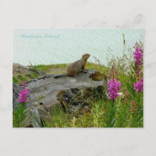 Cartão Postal Parkee Squirrel perto da Água, Ilha de Unalaska