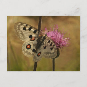 Cartão Postal Parnassius apollo