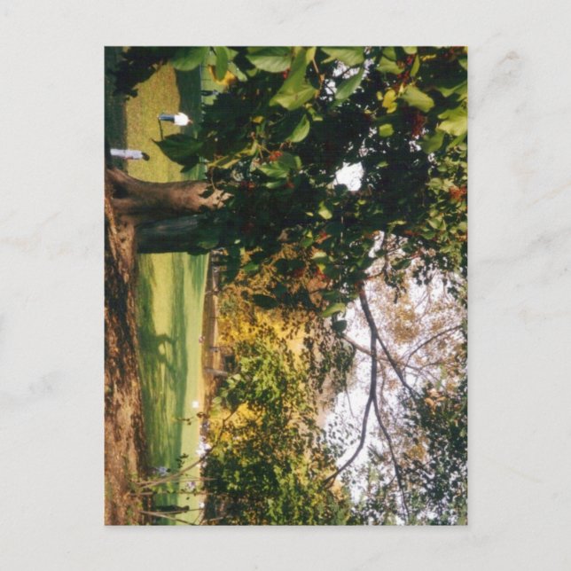 Cartão Postal Parque Central no outono (Frente)