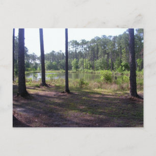 CARTÃO POSTAL "PARQUE DE SWAMP OKEFENOKEE"