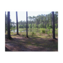 "PARQUE DE SWAMP OKEFENOKEE"