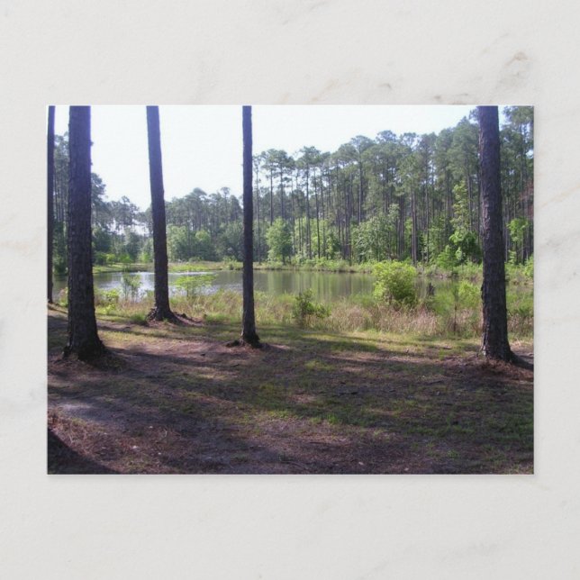 CARTÃO POSTAL "PARQUE DE SWAMP OKEFENOKEE" (Frente)