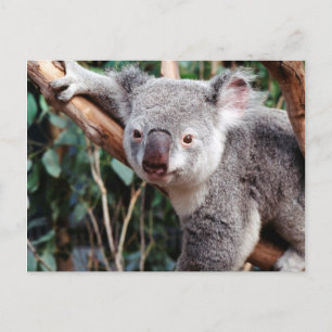 Cartão Postal Parque de Vida Selvagem Featherdale, Ursos Koalás