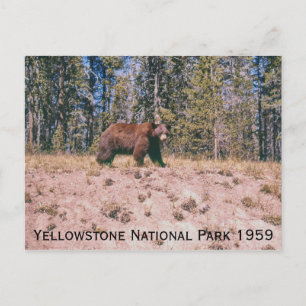 Cartão Postal Parque do Urso Selvagem Retro Yellowstone 1959