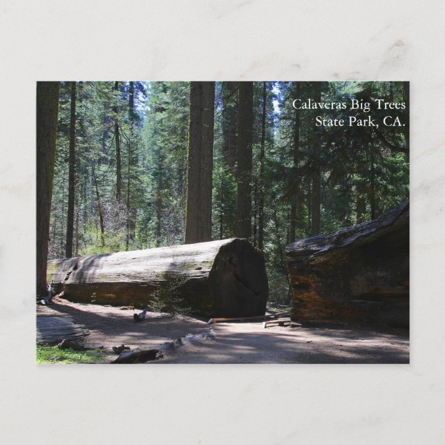 Cartão Postal Parque Estadual das Grandes Árvores de Calaveras,  (Frente)