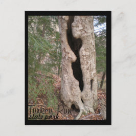 Cartão Postal Parque Estadual Turco, Árvore Hallow