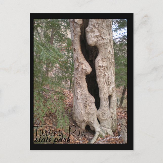 Cartão Postal Parque Estadual Turco, Árvore Hallow (Frente)