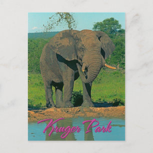 Cartão Postal Parque Kruger, África do Sul