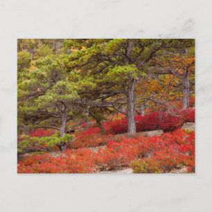 Cartão Postal Parque Nacional Acadia, Maine