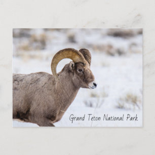 Cartão Postal Parque Nacional Bighorn Sheep Grand Teton