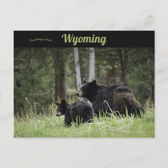Cartão Postal Parque Nacional Black Bears Yellowstone Wyoming (Frente)