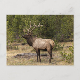 Cartão Postal Parque Nacional Bull Elk Yellowstone, Wyoming