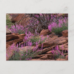 Cartão Postal Parque Nacional Capitol Reef, Utah, EUA