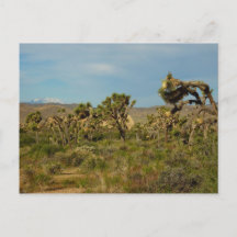 Parque Nacional da Árvore de Josué Paisagem Desért