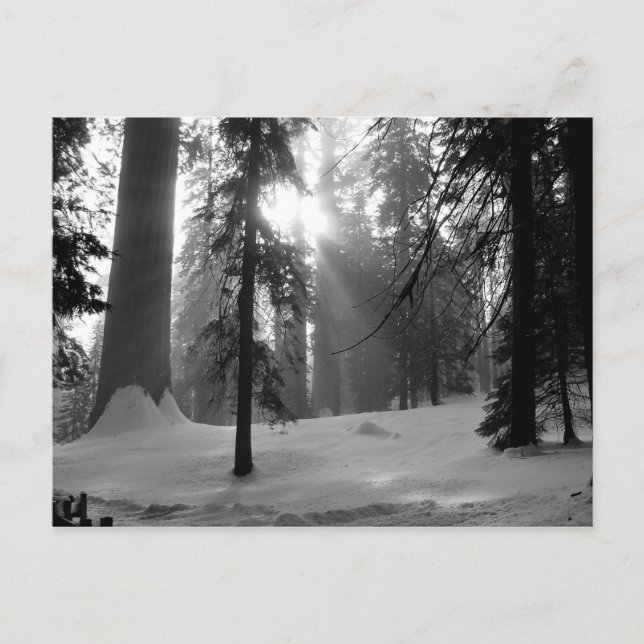 Cartão Postal Parque Nacional da Neve de inverno em Kings Canyon (Frente)