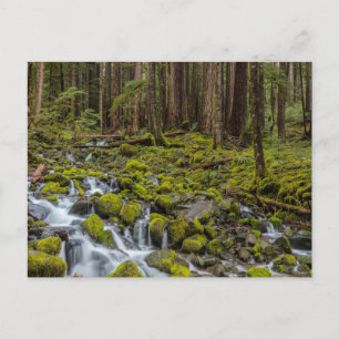Cartão Postal Parque Nacional da olimpiadas, Estado de Washingto