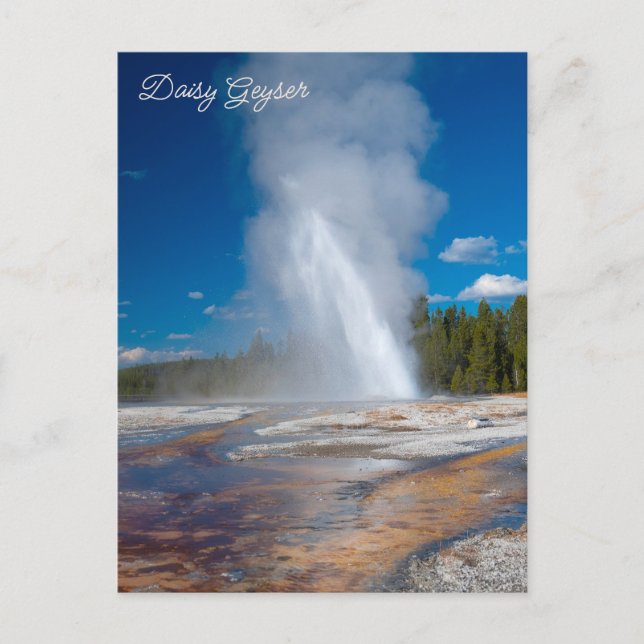 Cartão Postal Parque Nacional Daisy Geyser Erupting Yellowstone (Frente)