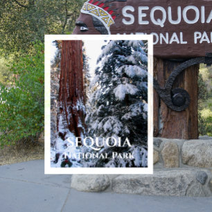 Cartão Postal Parque Nacional das Neve Coberto pelas Boughs Wint
