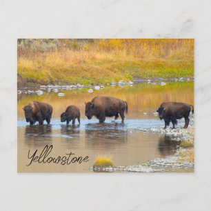 Cartão Postal Parque Nacional de Bison River Crussing Yellowston