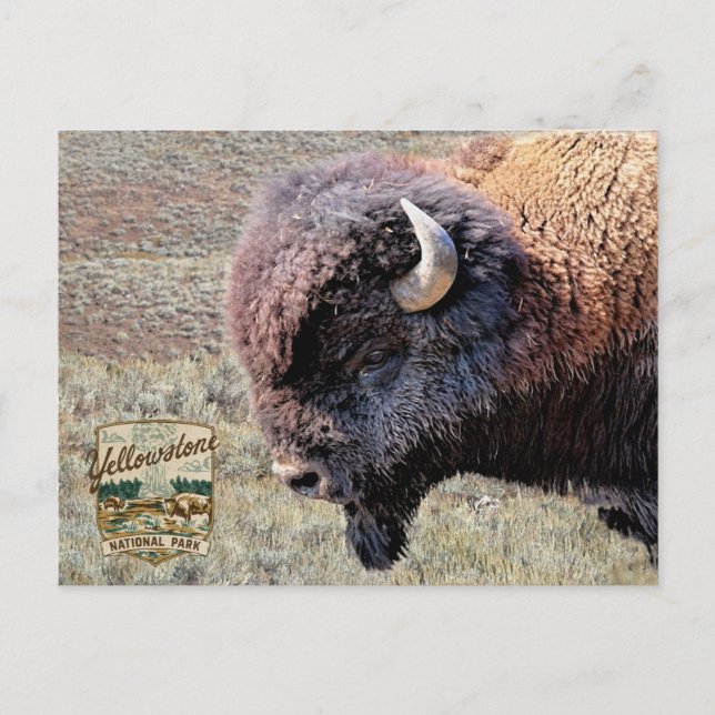 Cartão Postal Parque Nacional de Yellowstone Bisonte (Frente)