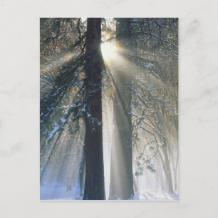 Cartão Postal Parque Nacional de Yosemite - Raios de sol fluindo
