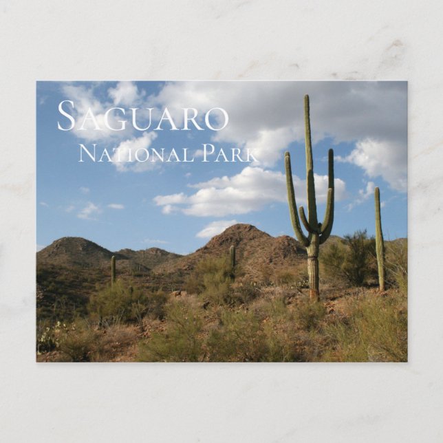Cartão Postal Parque Nacional do Saguaro (Frente)