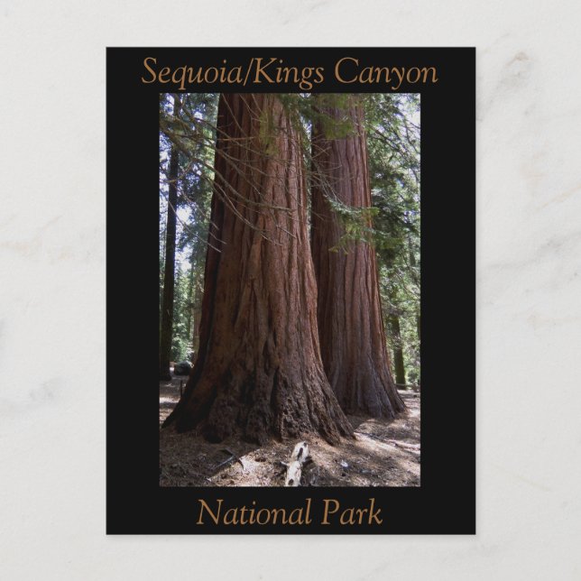 Cartão Postal Parque Nacional do Souvenir Sequoia Kings Canyon (Frente)