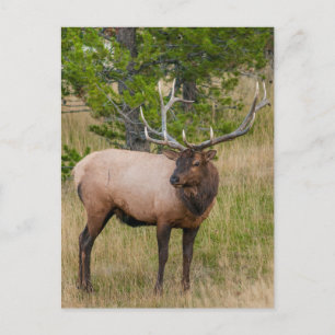 Cartão Postal Parque Nacional Elk Lake Village Yellowstone Wyomi