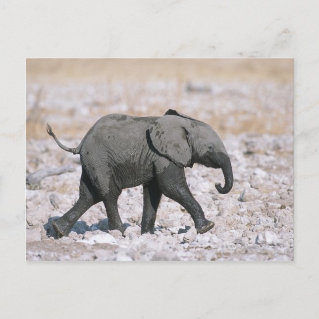 Cartão Postal Parque Nacional Etosha, Namíbia (Frente)