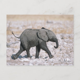 Cartão Postal Parque Nacional Etosha, Namíbia