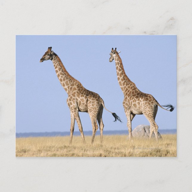 Cartão Postal Parque Nacional Etosha, Namíbia 3 (Frente)