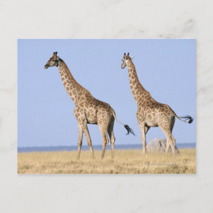 Cartão Postal Parque Nacional Etosha, Namíbia 3