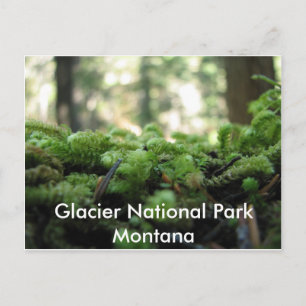 Cartão Postal Parque Nacional Glacier, Postcard Musgoso de Monta