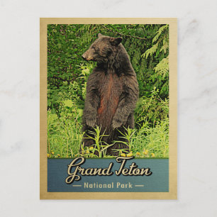Cartão Postal Parque Nacional Grand Teton Vintage Urso