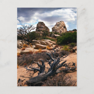 Cartão Postal Parque Nacional Joshua Tree