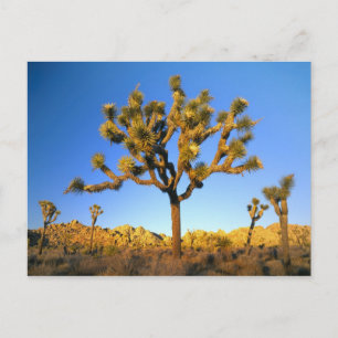 Cartão Postal Parque Nacional Joshua Tree, Califórnia. EUA.
