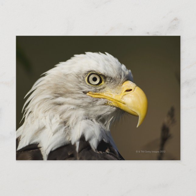 Cartão Postal Parque Nacional Katmai, Alasca (Frente)