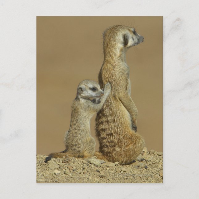 Cartão Postal Parque Nacional Kgalagadi, Botsuana, África (Frente)