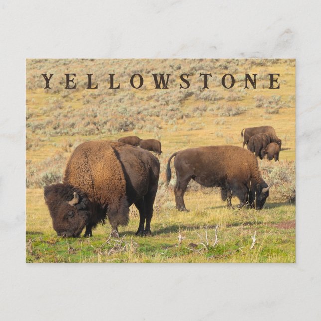 Cartão Postal Parque Nacional Lamar Valley Bison Yellowstone (Frente)