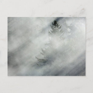 Cartão Postal Parque Nacional Olímpico   Vale do Rio Hoh